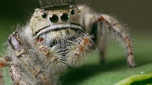 Absurd Planet, Season 1 Episode 6 image