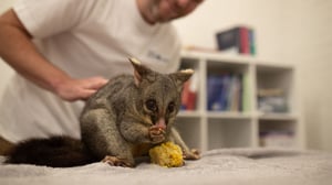 Scottish Vets Down Under, Season 1 Episode 10 image