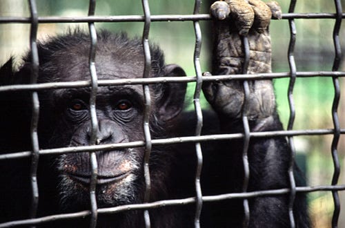 Nature "Chimpanzees: An Unnatural History " - Jeannie