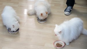 My Cat from Hell, Season 7 Episode 4 image