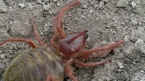 Monsterquest, Season 2 Episode 17 image