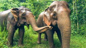 Earth Odyssey with Dylan Dreyer, Season 1 Episode 8 image