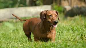 Breed All About It, Season 3 Episode 3 image