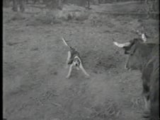 Lassie, Season 9 Episode 18 image