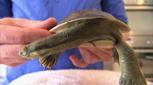 Bondi Vet, Season 4 Episode 1 image