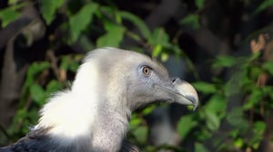 Weird, True & Freaky, Season 4 Episode 1 image