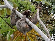Meet the Sloths, Season 1 Episode 5 image