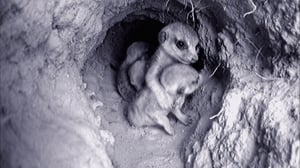 Meerkat Manor, Season 4 Episode 12 image