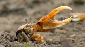 Earth Odyssey with Dylan Dreyer, Season 5 Episode 15 image