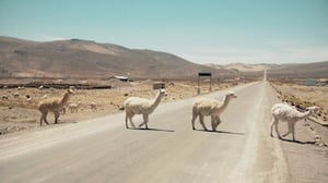 72 Dangerous Animals: Latin America, Season 1 Episode 8 image