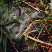Swamp Thing, Season 1 Episode 7 image