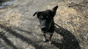 Life Below Zero, Season 10 Episode 2 image