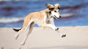 Breed All About It, Season 4 Episode 11 image