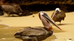 Eden: Untamed Planet, Season 1 Episode 4 image