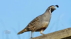 Red Steagall Is Somewhere West of Wall Street, Season 9 Episode 27 image