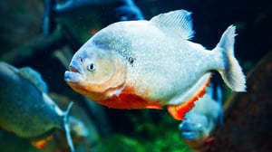 World's Weirdest, Season 5 Episode 1 image