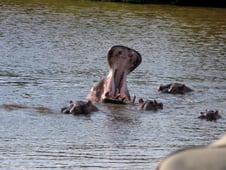 Wildlife Quest, Season 1 Episode 6 image