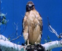 The Life and Times of Grizzly Adams, Season 2 Episode 9 image