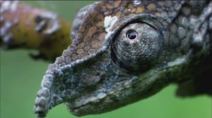 Nature, Season 33 Episode 4 image