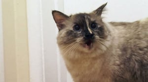 My Cat from Hell, Season 2 Episode 5 image