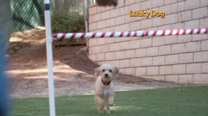 Lucky Dog, Season 1 Episode 9 image