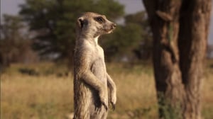 Meerkat Manor, Season 4 Episode 11 image