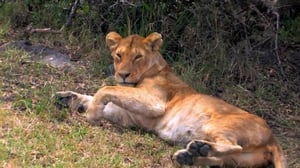 Howie Mandel's Animals Doing Things, Season 2 Episode 8 image