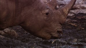 Battleground: Rhino Wars, Season 1 Episode 2 image