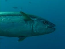 Nova, Season 22 Episode 15 image