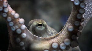 Explained, Season 2 Episode 3 image