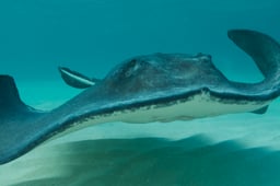 Changing Seas, Season 7 Episode 2 image