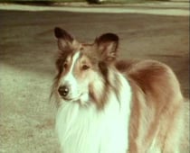 Lassie, Season 12 Episode 22 image