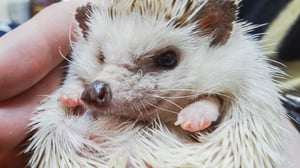 Too Cute!, Season 5 Episode 7 image