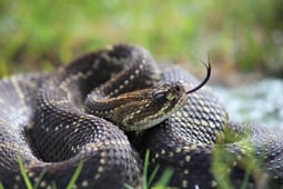 Ten Deadliest Snakes with Nigel Marven, Season 3 Episode 2 image