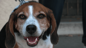 Dog Whisperer with Cesar Millan, Season 4 Episode 10 image