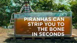 Animal Impossible, Season 1 Episode 9 image