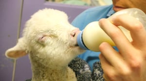 Bondi Vet, Season 2 Episode 7 image