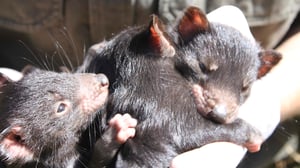 Bondi Vet, Season 5 Episode 3 image