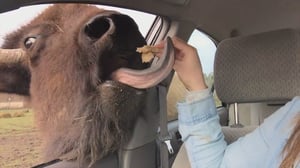 Animals Unleashed, Season 1 Episode 1 image