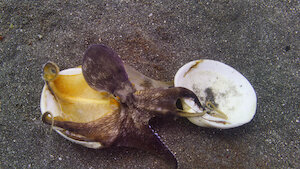 Our Oceans, Season 1 Episode 2 image