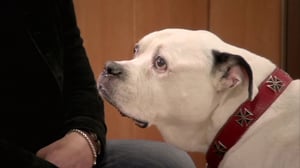 Long Island Medium, Season 6 Episode 15 image