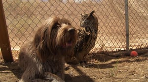 Unlikely Animal Friends, Season 4 Episode 3 image