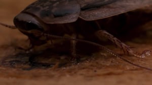 Infested!, Season 2 Episode 1 image