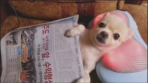 Animals Unleashed, Season 1 Episode 9 image