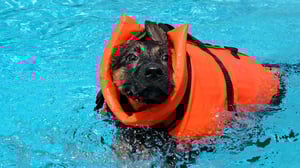 Too Cute!, Season 2 Episode 1 image