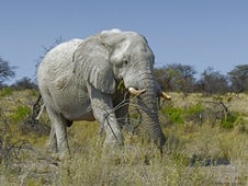 Extreme Africa, Season 1 Episode 5 image
