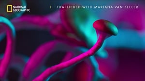 Trafficked with Mariana Van Zeller, Season 3 Episode 2 image