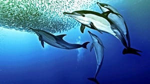 Nature's Great Events, Season 1 Episode 4 image