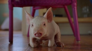 Secret Life of Boys, Season 3 Episode 3 image