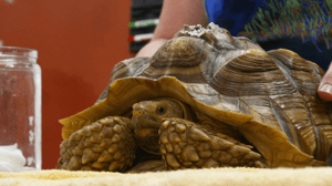 Dr K's Exotic Animal ER, Season 3 Episode 3 image